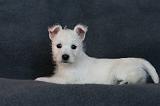 4. Westies deux mois 004